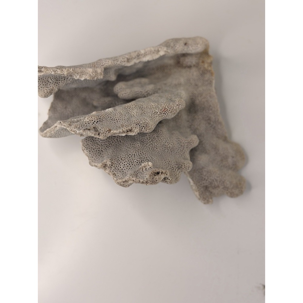 Vintage Natural Pagoda Scroll Coral Turbinaria Foliose Plate Sea Specimen 6.5"